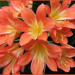 Clivia