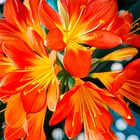 Clivia