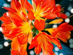 Clivia