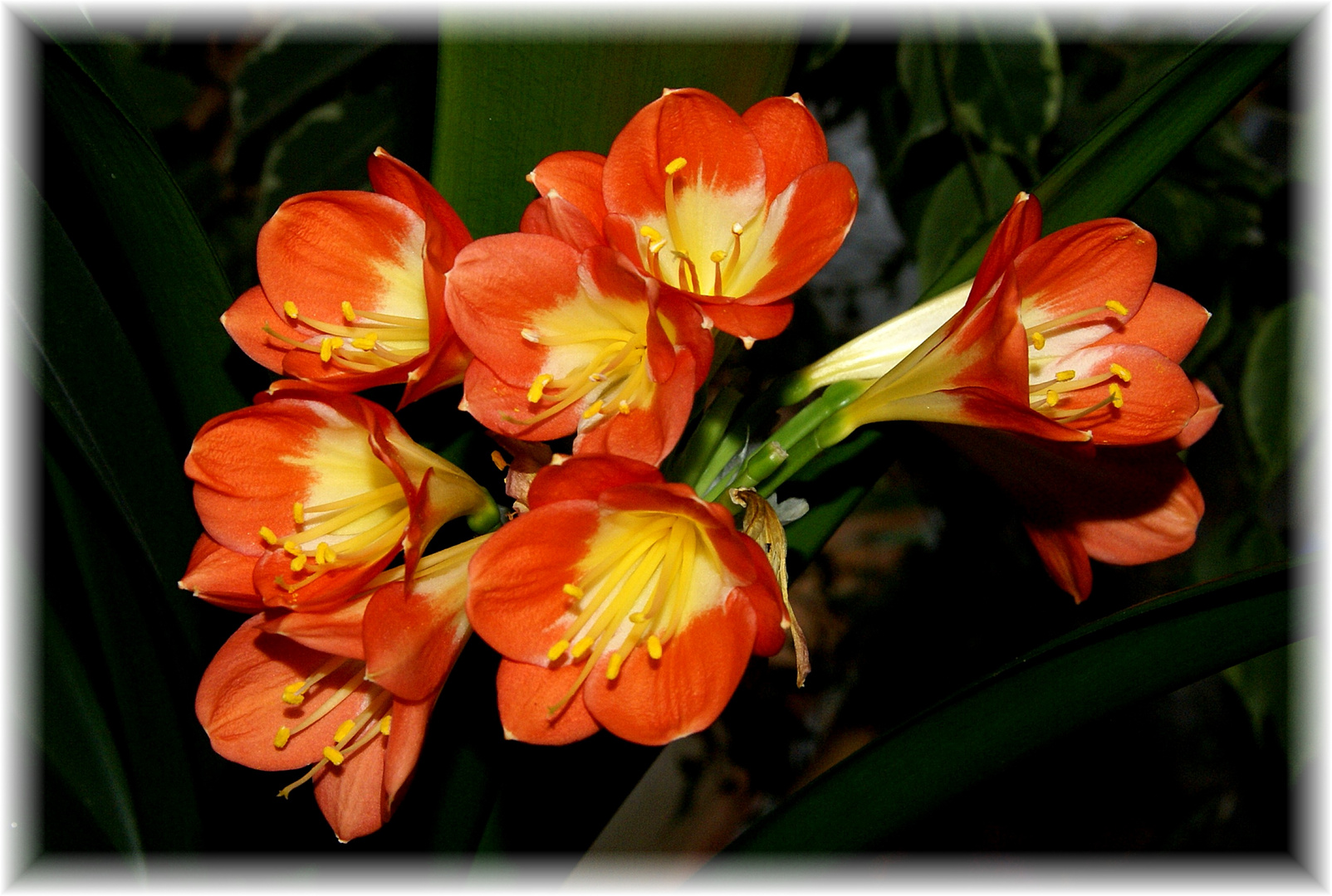 Clivia