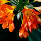 Clivia