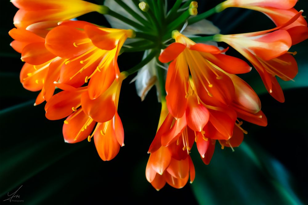 Clivia