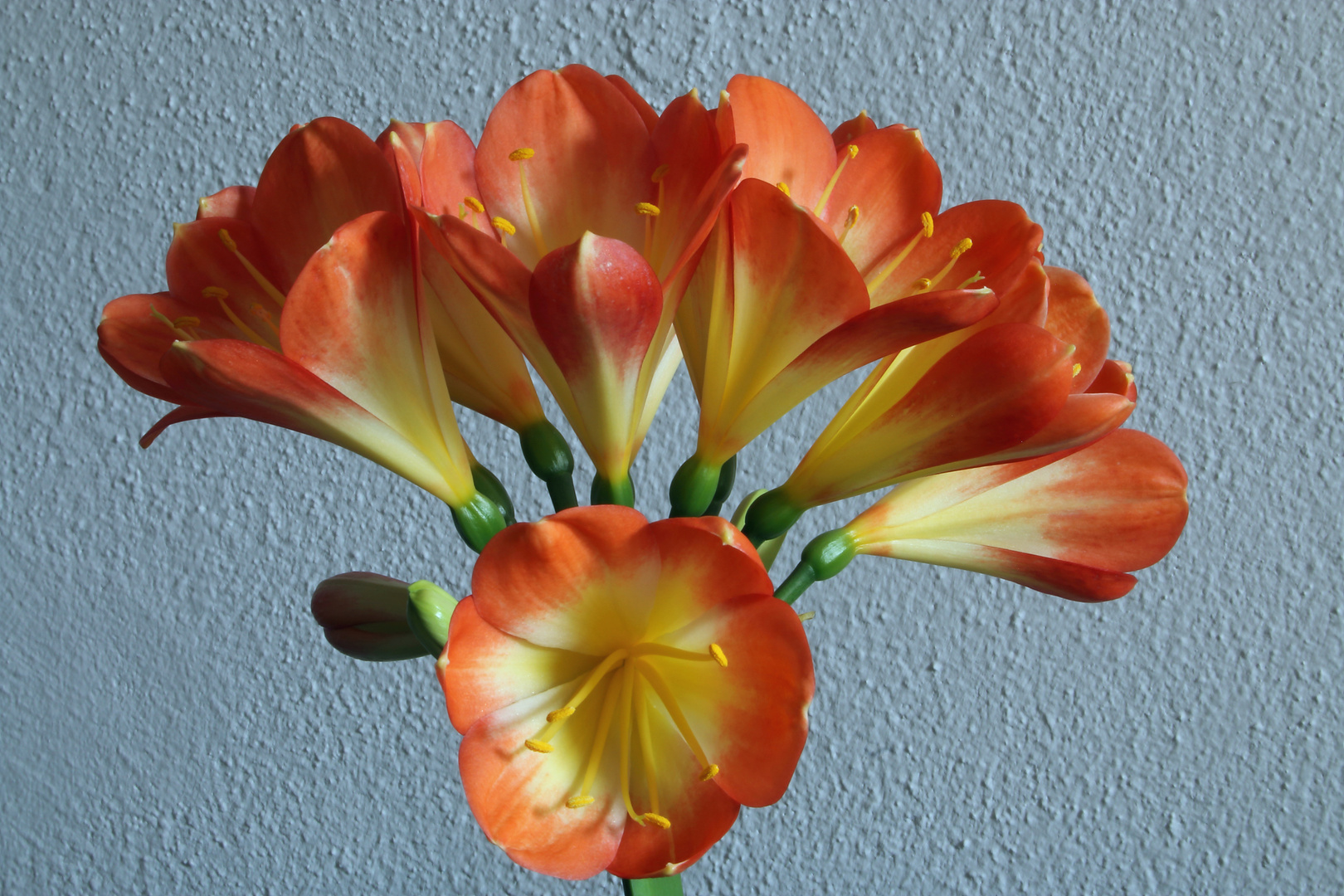 Clivia