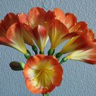 Clivia