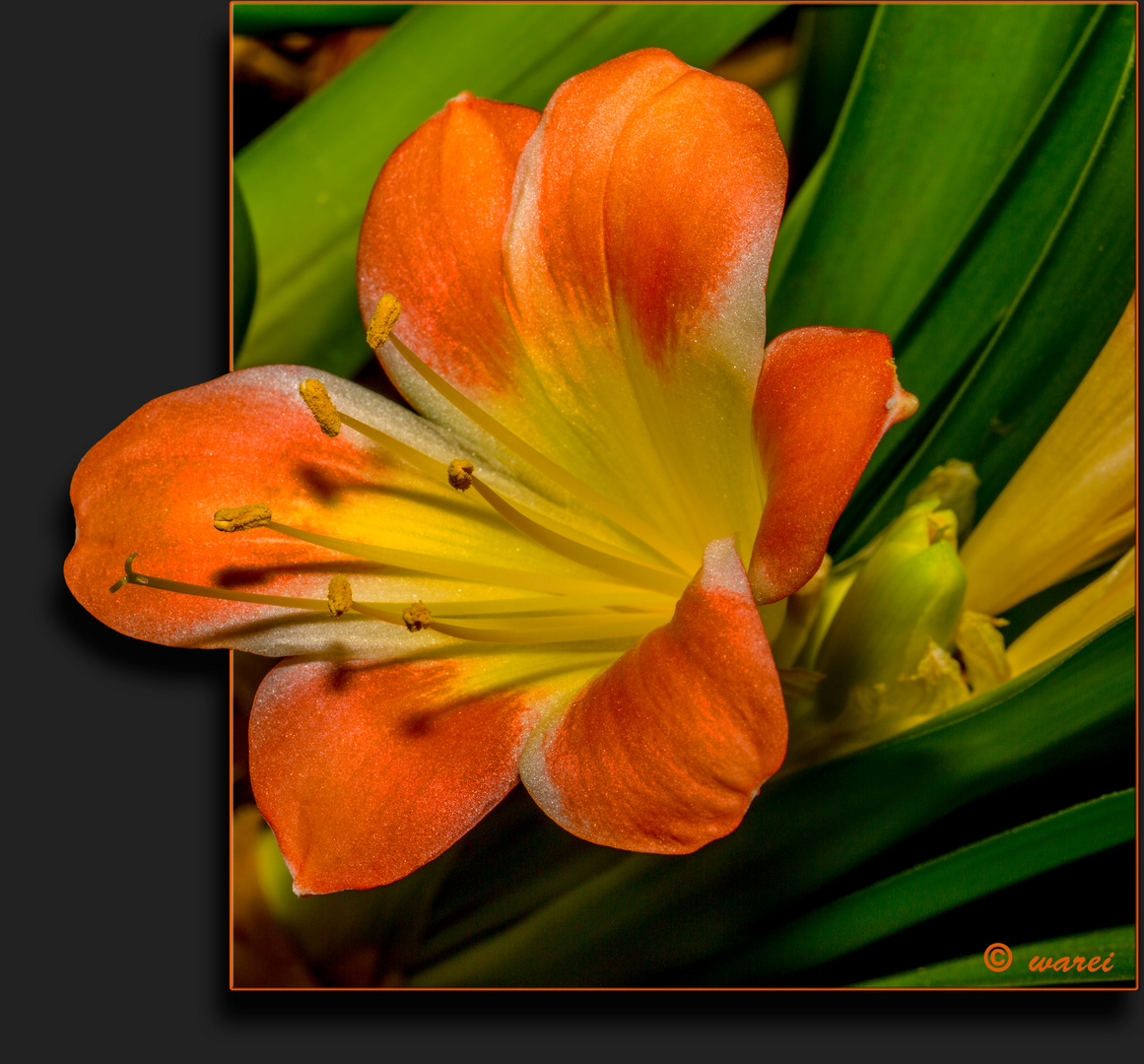 Clivia