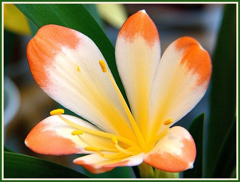 Clivia