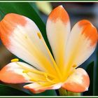 Clivia