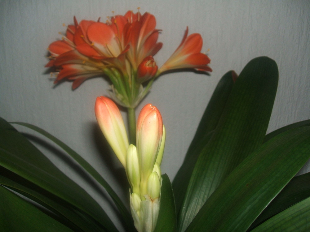 Clivia