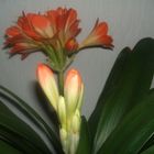 Clivia