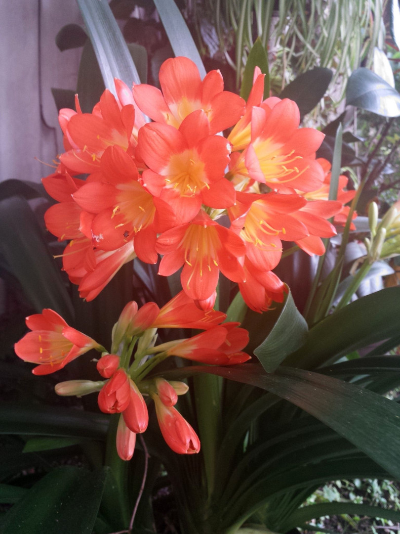 clivia