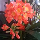 clivia