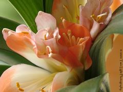 Clivia