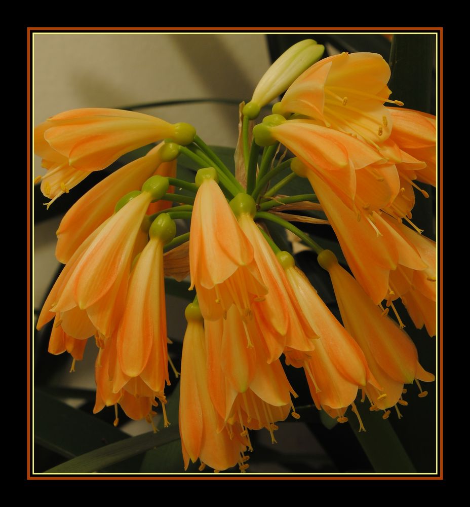 Clivia