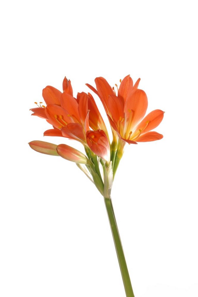 Clivia