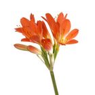 Clivia