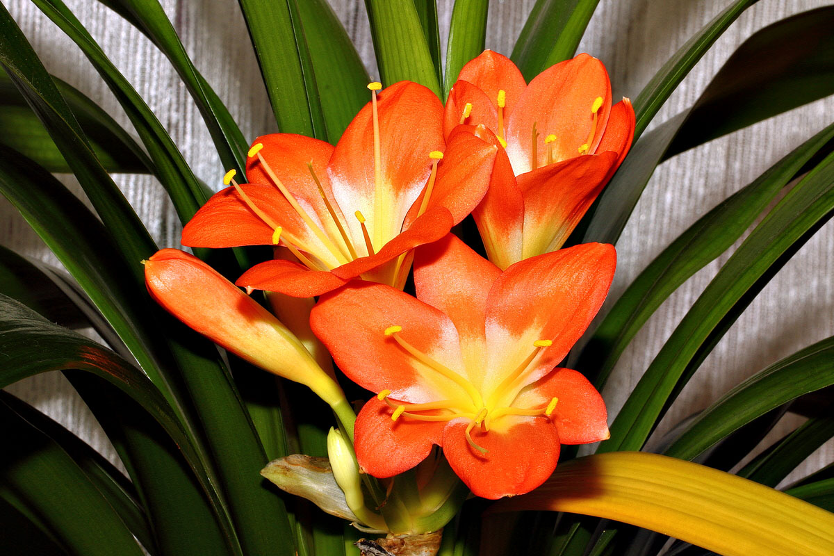  Clivia