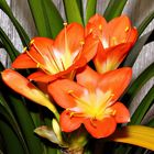  Clivia