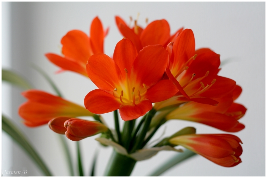 ~ Clivia ~