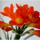 ~ Clivia ~