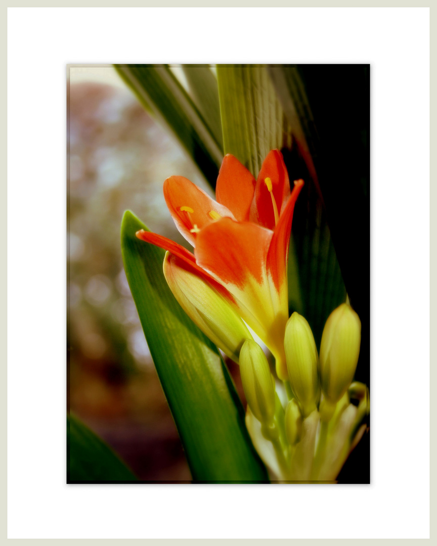 ~Clivia~