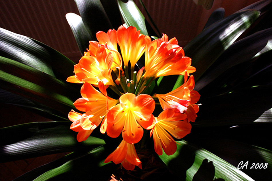 Clivia Foto & Bild licht, natur, blumen Bilder auf
