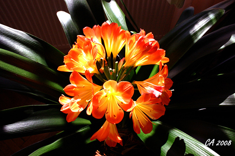 Clivia