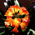 Clivia