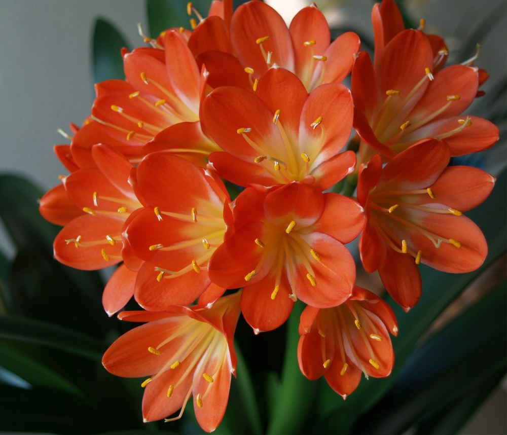 Clivia