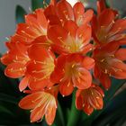 Clivia