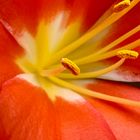 Clivia