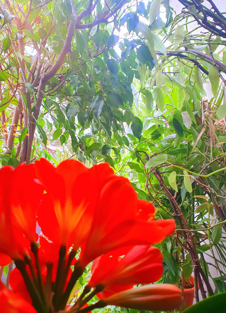 Clivia am Fenster mit Blick auf den Balkon