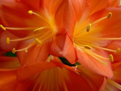 Clivia Ausschnitt