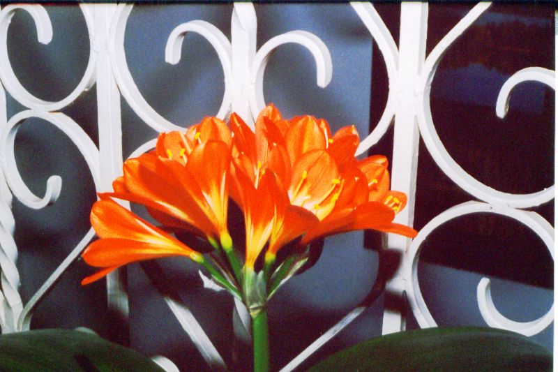 Clivia