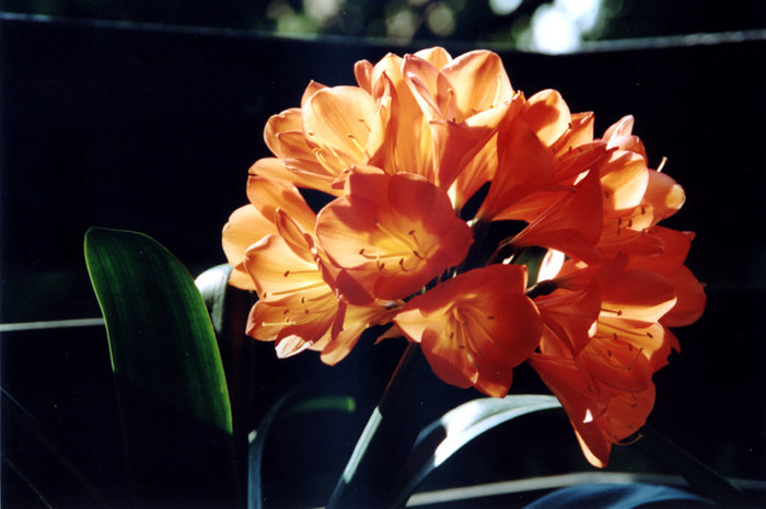 Clivia