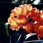 Clivia