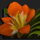 ~ Clivia ~