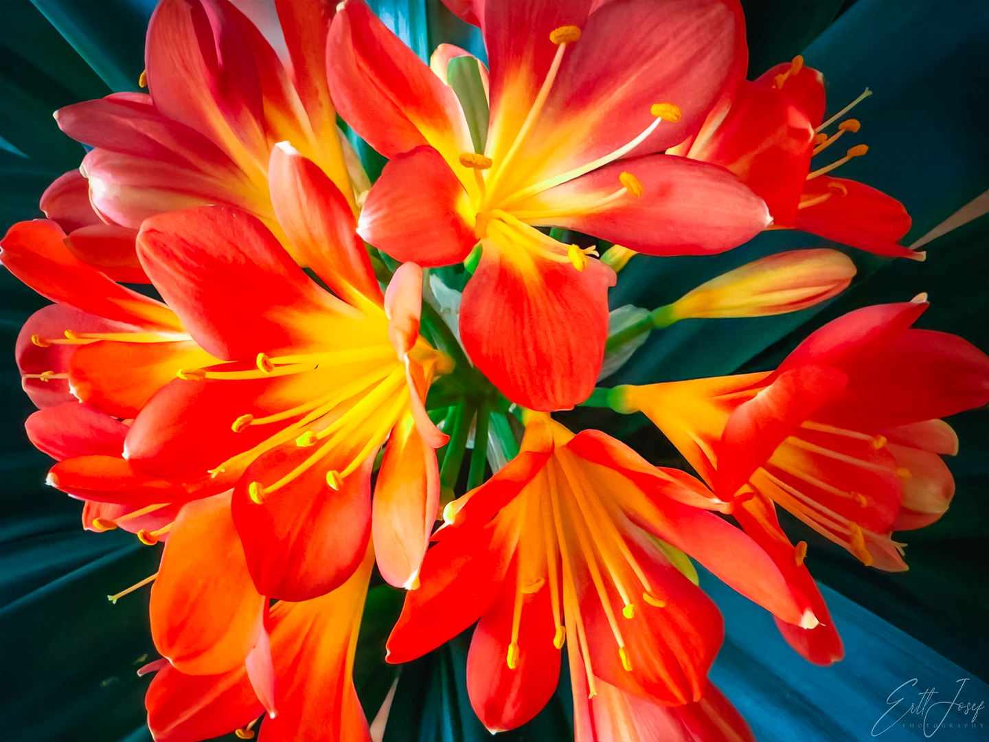 Clivia