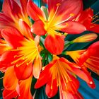 Clivia