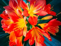 Clivia