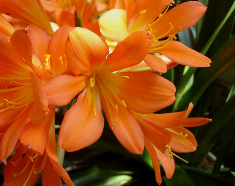 Clivia