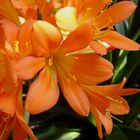 Clivia