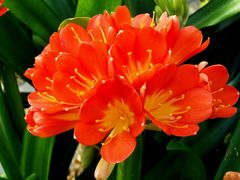 Clivia