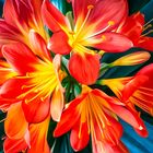 Clivia