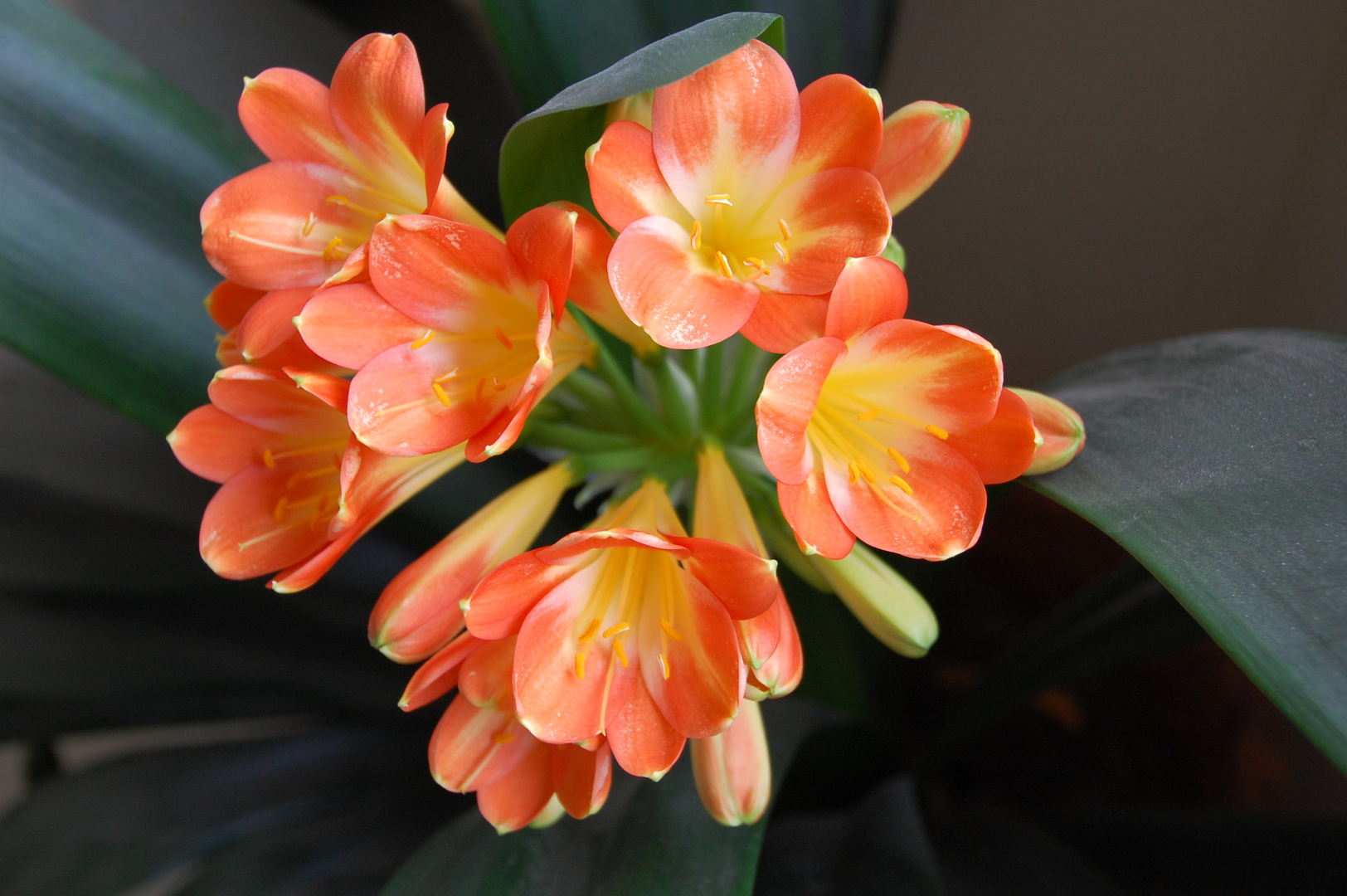 Clivia