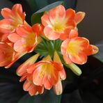 Clivia