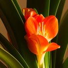 Clivia erwacht