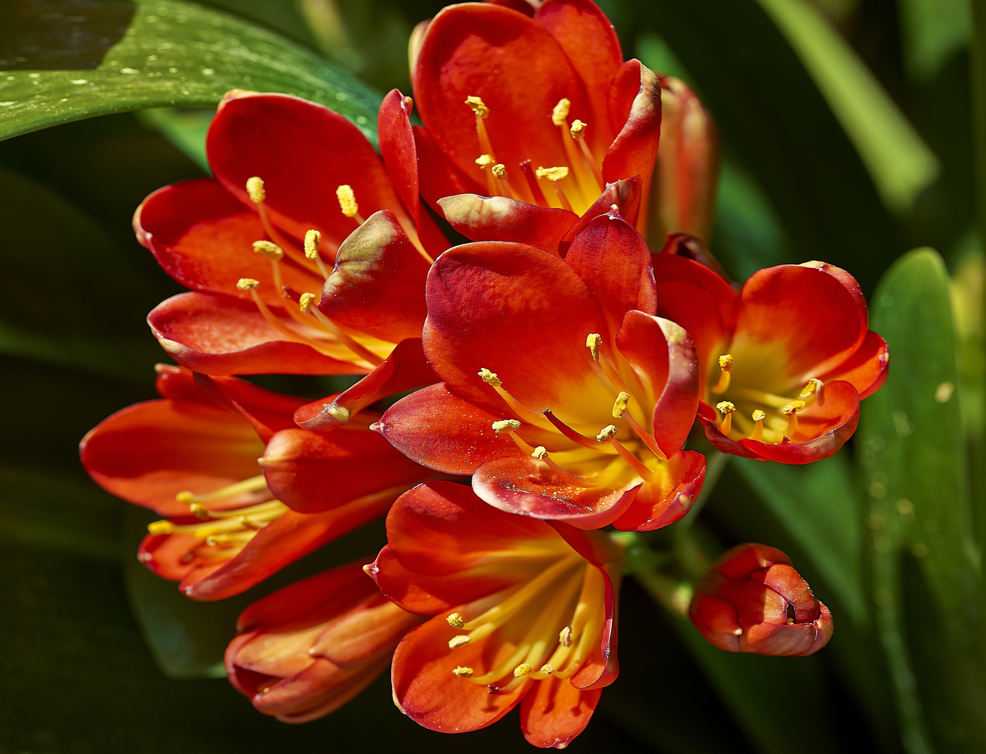 Clivia