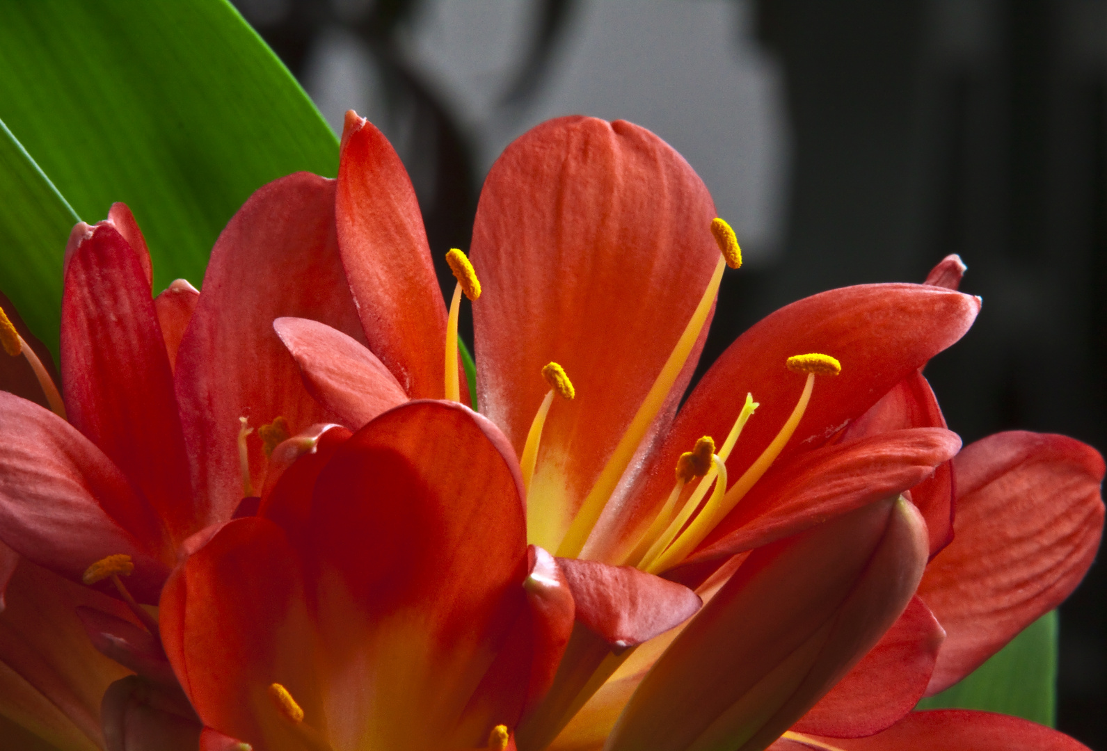 Clivia