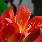 Clivia