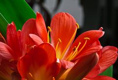 Clivia